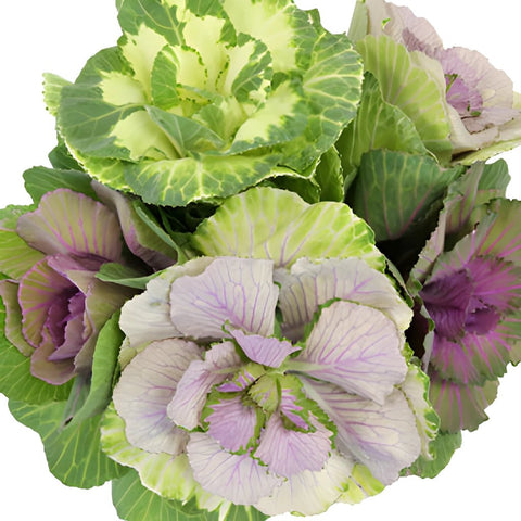 Assorted Farm Kale Mix