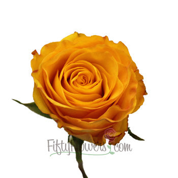 Kerio Golden Yellow Rose
