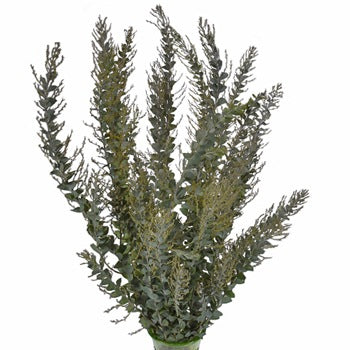 Bunch of knifeblade acacia greenery filler