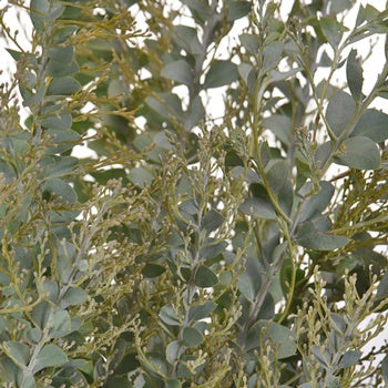 Acacia Wholesale Autumn Greens