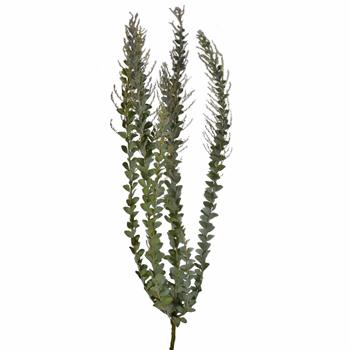 Acacia Wholesale Autumn Greens