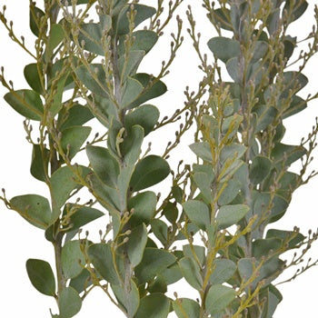 knifeblade acacia bulk greenery wholesale