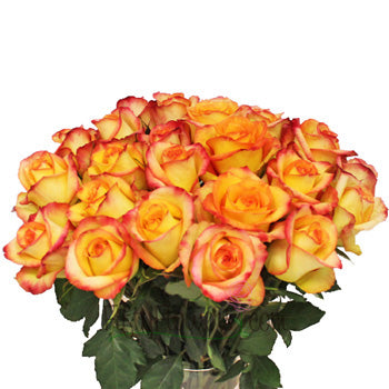 Konfetti Sunset Rose