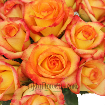 Konfetti Sunset Rose