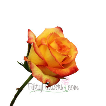 Konfetti Sunset Rose