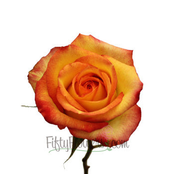 Konfetti Sunset Rose