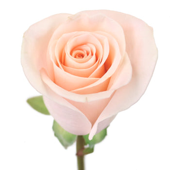 Lady Jane Sweetheart Roses