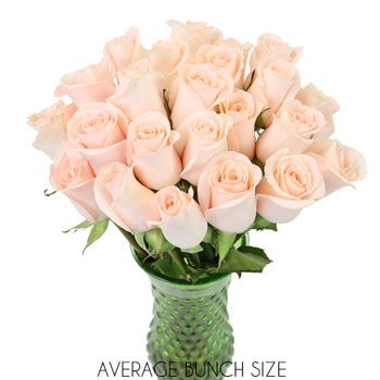 Lady Jane Sweetheart Roses