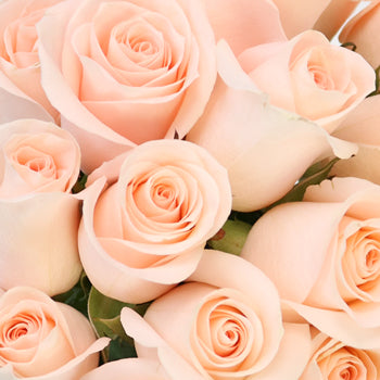 Lady Jane Sweetheart Roses