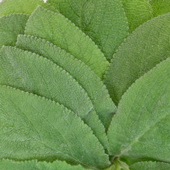 Lamb's Ear Greenery