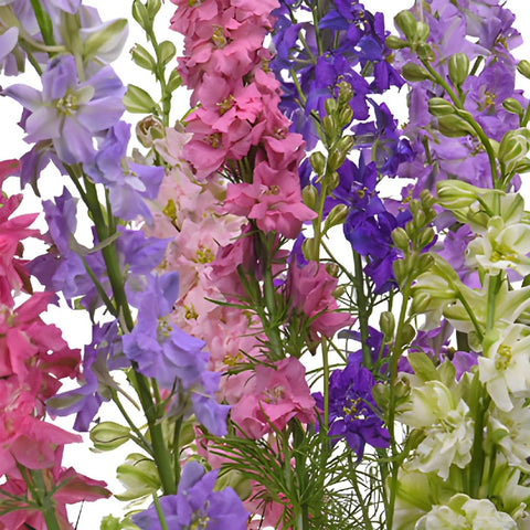 Larkspur FlowerWholesale
