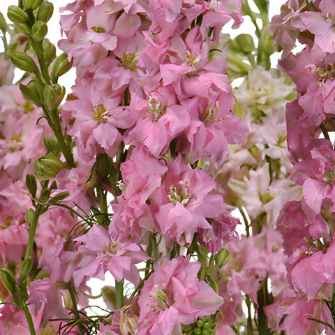 Larkspur Light Pink Flower