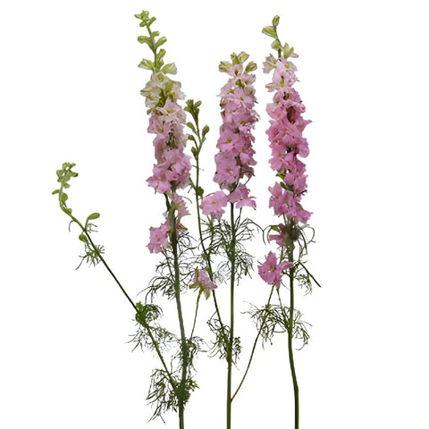 Larkspur Light Pink Flower