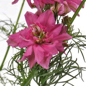 Larkspur Hot Pink Flower