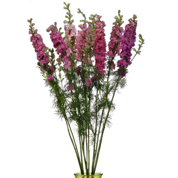 Larkspur Hot Pink Flower