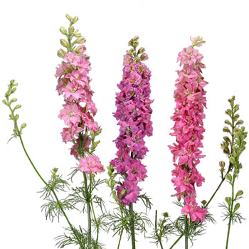 Larkspur Hot Pink Flower