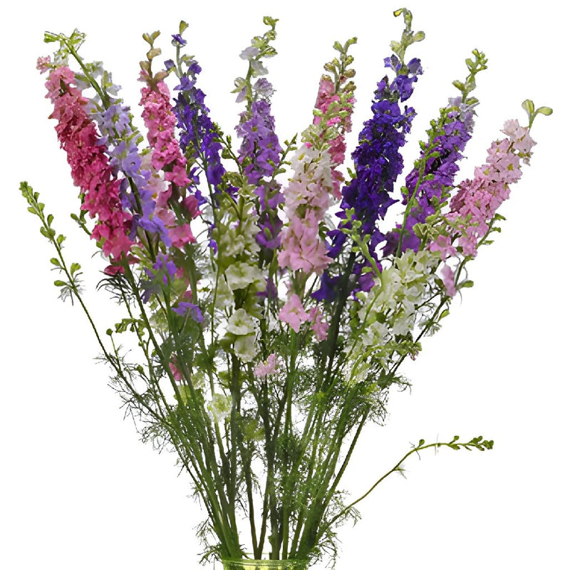 Wholesale Larkspur Flower assorted colors