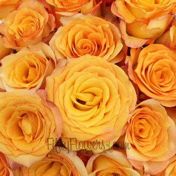 Latin Beauty Sunset Rose
