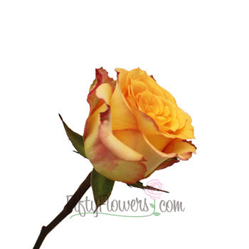 Latin Beauty Sunset Rose
