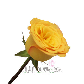 Latin Beauty Sunset Rose