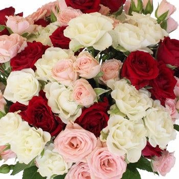 Latin Lovers Petite Rose Mix