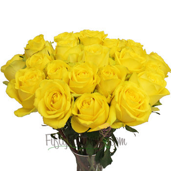 Latina Yellow Rose