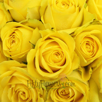 Latina Yellow Rose