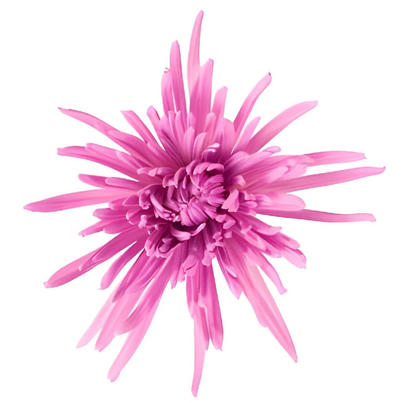 Baby Lavender Airbrushed Spider Mum