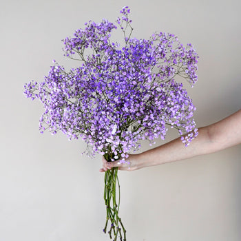 Lavender Airbrushed Baby's Breath