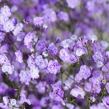 Lavender Airbrushed Baby's Breath