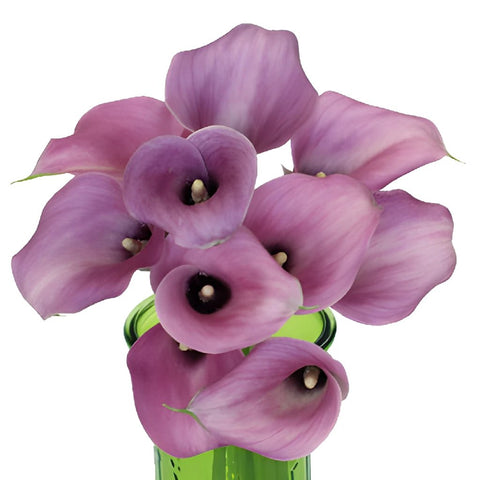 Lavender Gem Mini Calla Lily
