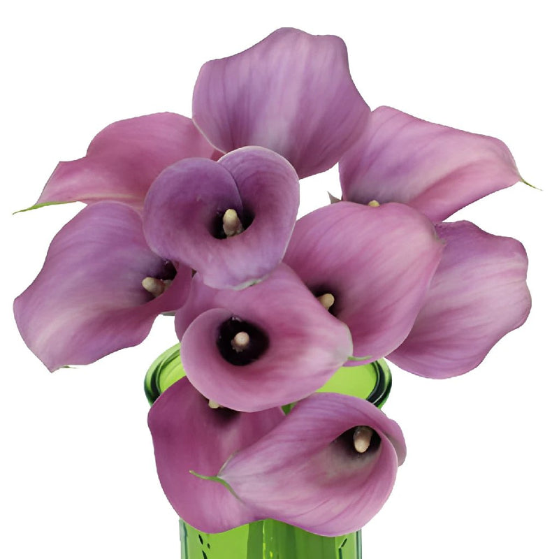 Lavender Gem Mini Calla Lily