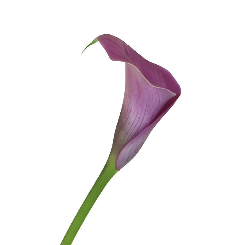 Lavender Gem Mini Calla Lily