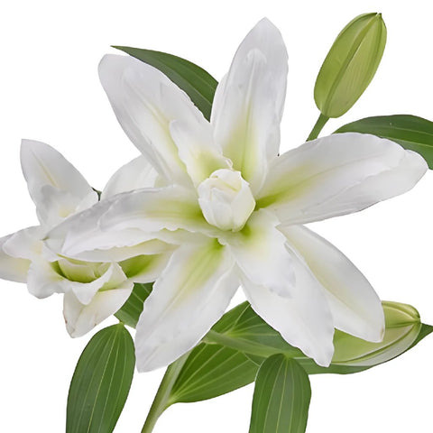 Double Bloom White Lily