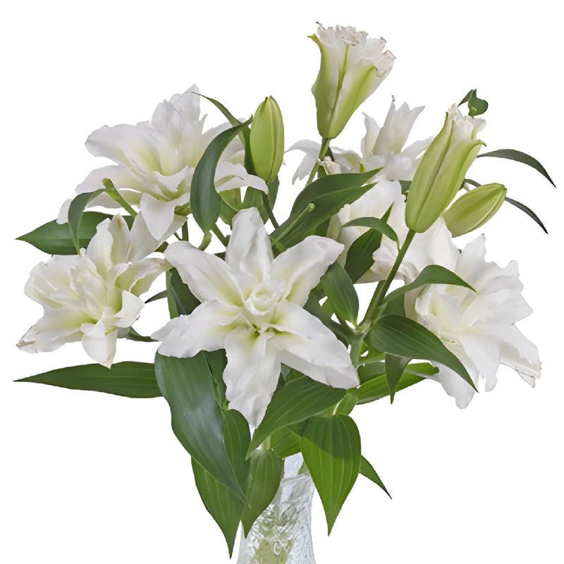 Double Bloom White Lily