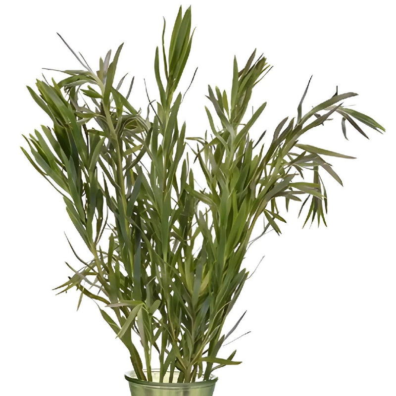 Slender Gems Leucadendron