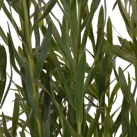 Slender Gems Leucadendron