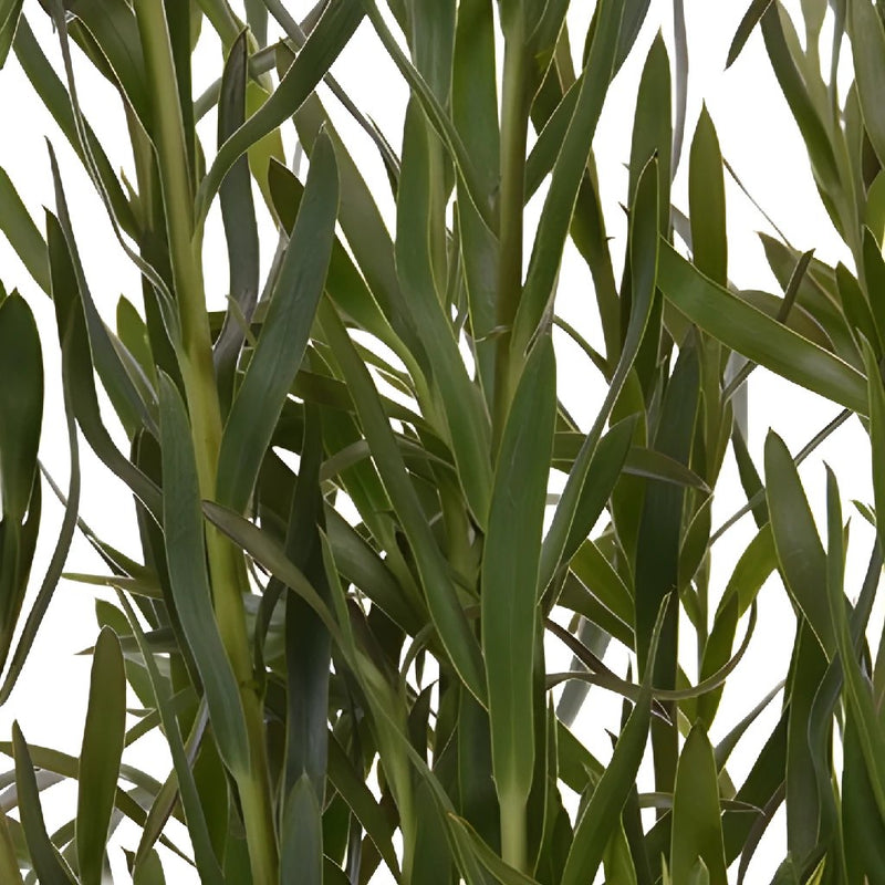 Slender Gems Leucadendron