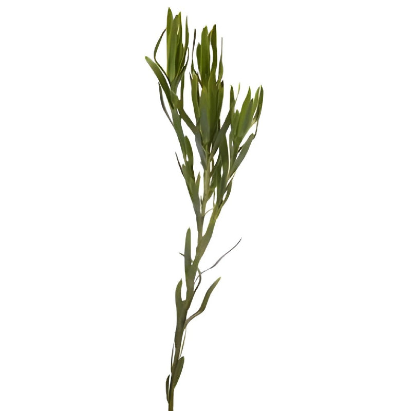 Slender Gems Leucadendron