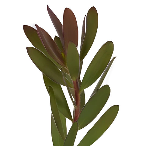 Jungle Safari Leucadendron Fresh Cut