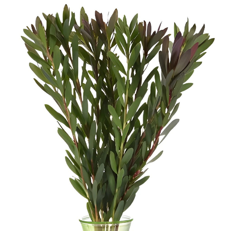 Jungle Safari Leucadendron Fresh Cut
