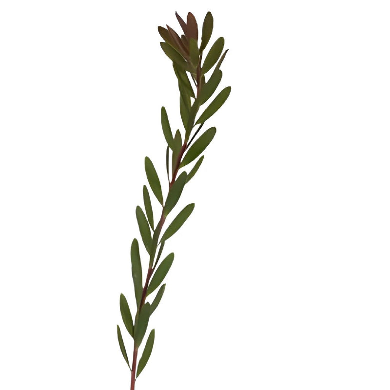 Jungle Safari Leucadendron Fresh Cut