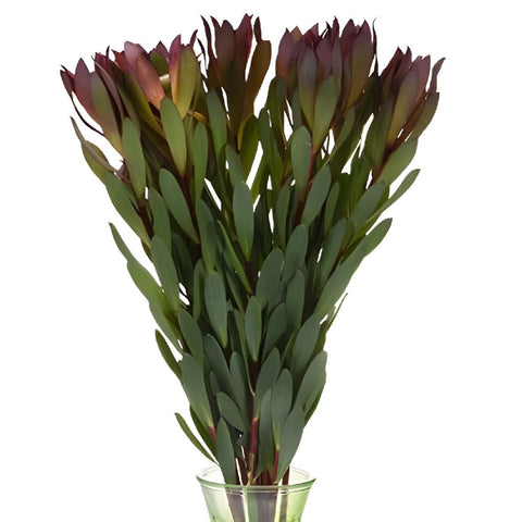 Vivid Auburn Cone Leucadendron