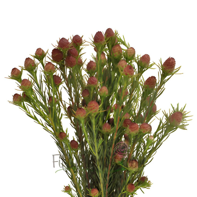 Jubilee Leucadendron