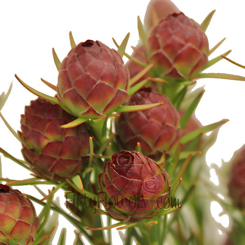 Jubilee Leucadendron