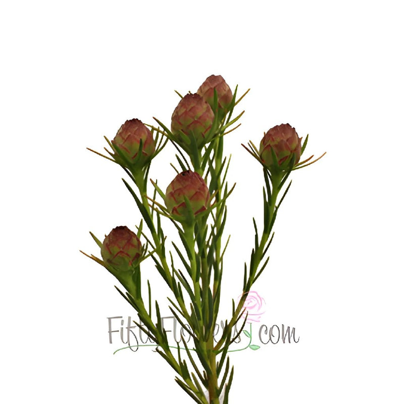 Jubilee Leucadendron