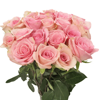 Light Orlando Pink Rose