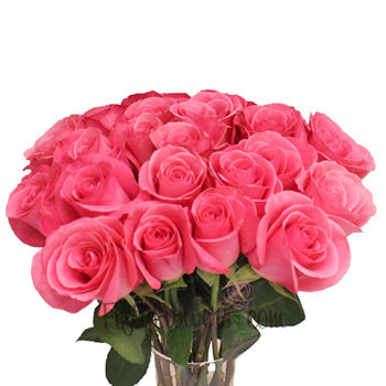 Orlando Pink Rose