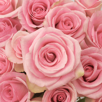 Light Orlando Pink Rose