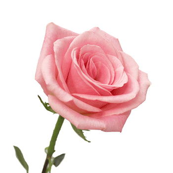 Light Orlando Pink Rose